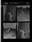 Deer-Ayden Farm (4 Negatives) (September 18, 1953) [Sleeve 16, Folder b, Box 2]